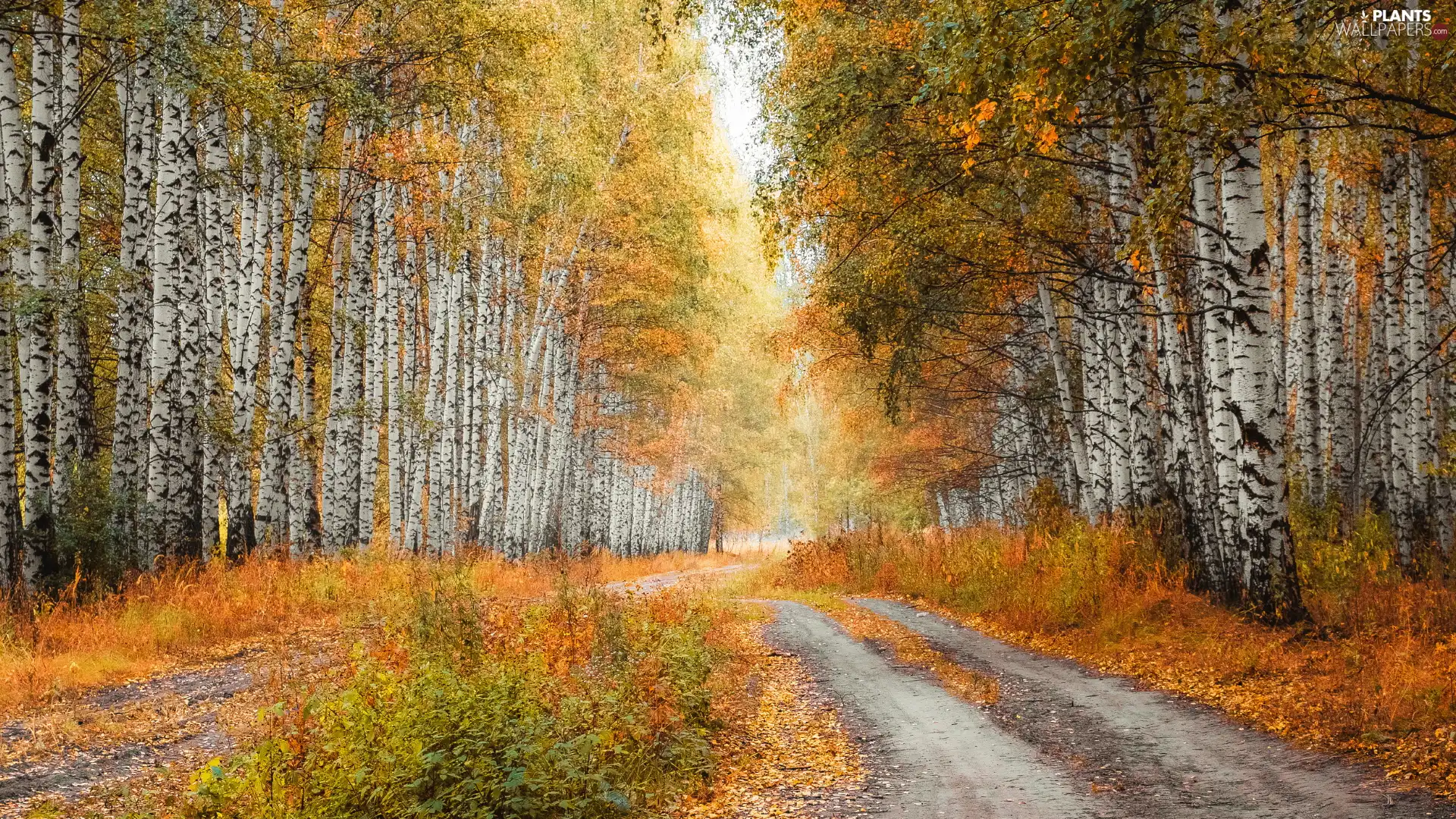 Birch Forest, autumn, Yellowed, grass, Way, birch