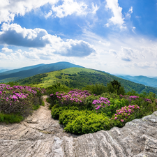 Tennessee State, Roan Mountain, rocks, Appalachian Mountains, Appalachian National Scenic Trail, The United States, Rhododendron