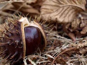 autumn, chestnut, Leaf