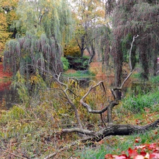 Park, Pond - car, Autumn, trees