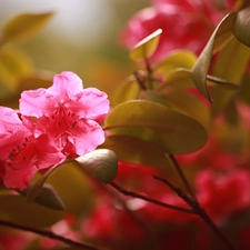 rhododendron, Pink, Flowers, azalea