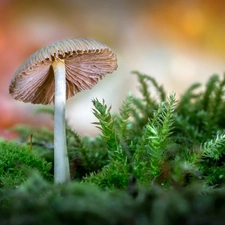 mushroom, color, background, Moss