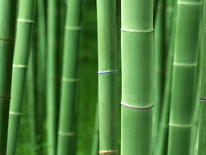stems, bamboo