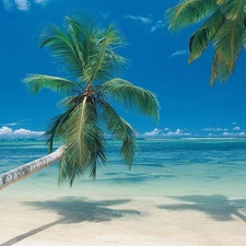 Two, sea, Beaches, Palms