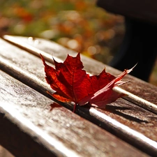 Bench, Red, leaf