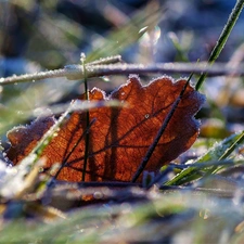 White frost, leaf, blades