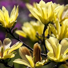 Magnolia, Yellow Honda, Blossoming