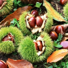 chestnuts, Leaf, blur, husks