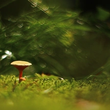 Bokeh, Mushrooms, Moss