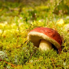 boletus, Mushrooms, Moss
