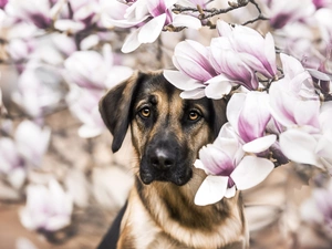 dog, Flowers, Magnolias, Brown