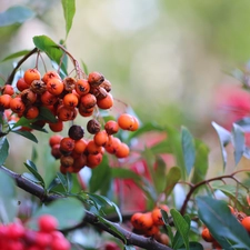 Scarlet firethorn, Fruits, Bush, Red