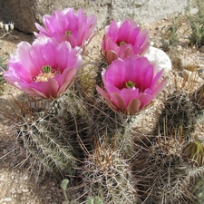 flower, Cactus