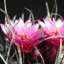 cactus, Pink, Flowers