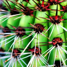 cactus, Red, Spikes