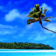 Caribbean, sea, Palms