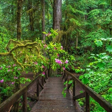 trees, The United States, forest, viewes, rhododendron, Climbers, bridge, Redwood National Park, California, wooden, redwoods