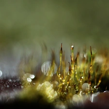 Close, Bokeh, lichens, blades, mosses
