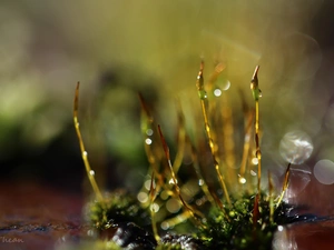 mosses, blades, Close, lichens