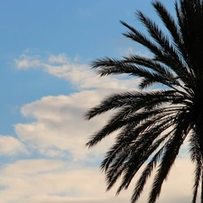 Palm, azure, clouds, Sky