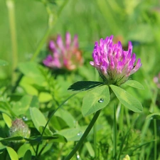 clover, lilac, Flowers