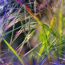 colors, inflorescence, grass
