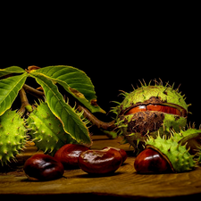 Leaf, chestnut, parings, Dark Background, chestnuts, twig