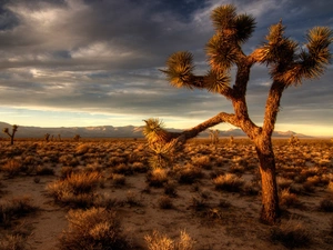 Cactus, Desert
