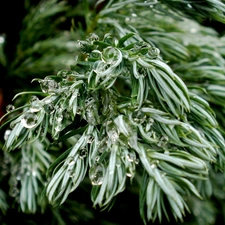 drops, water, viewes, Conifers, trees