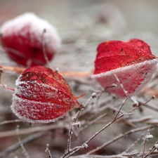 frosted, dry, Plants, physalis bloated