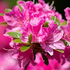 Pink, rhododendron, azalea, Flowers