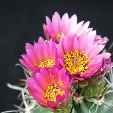 Flowers, Cactus, Pink