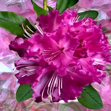 rhododendron, graphics, Colourfull Flowers