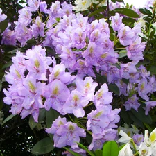 Flowers, purple, White