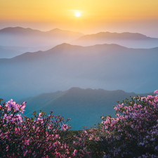 Pink, Sunrise, Bush, Fog, Mountains, Flowers, Rhododendron