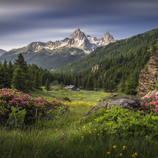 woods, Valley, trees, Meadow, viewes, Mountains, house, Rhododendron, Rocks, green ones