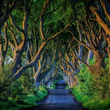 Way, County Antrim, viewes, Beech Alley Dark Hedges, Northern Ireland, trees, Beeches
