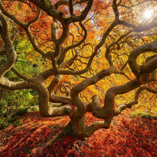 trees, nature, Maple Palm, Leaf, Japanese Maple, autumn