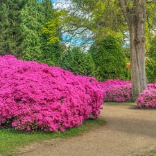trees, Park, Bush, lane, viewes, Rhododendrons