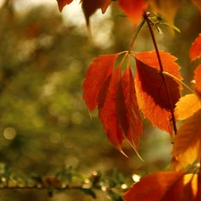 Leaf, autumn, Wine, Red, wild
