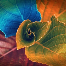 color, Leaf