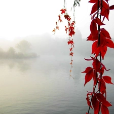 Fog, Red, Leaf, lake