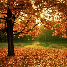 trees, autumn, fallen, Leaf, maple, Park