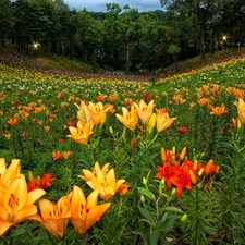 lily, tracts, Colorful
