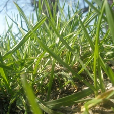 grass, litter
