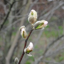 Blooming, Magnolia