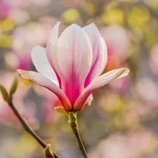 twig, Pale pink, Magnolia, Colourfull Flowers