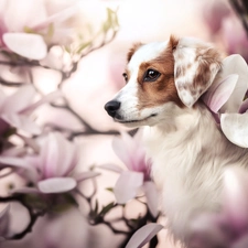 Magnolias, dog, Alpine