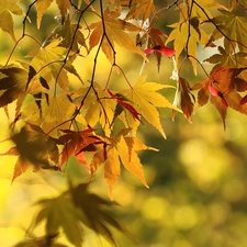 color, maple, blurry background, Leaf