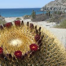 flower, Katalina Island, Mexico, Cactus